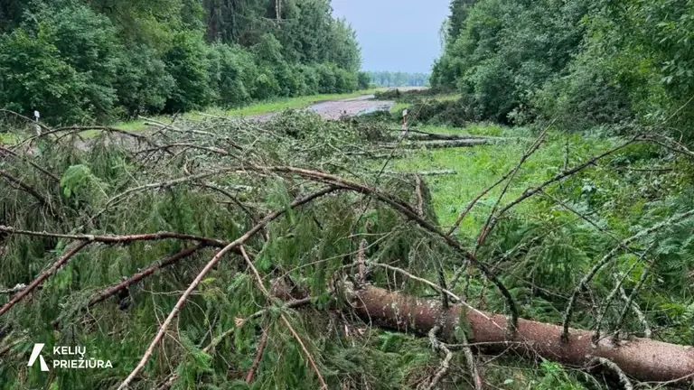 Lietuvos keliuose vėjas verčia medžius: kur pavojingiausia