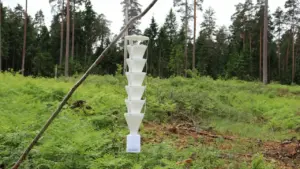 Balti kūginiai vabzdžių gaudymo spąstai kabo medžio šakoje virš miško žalumos.