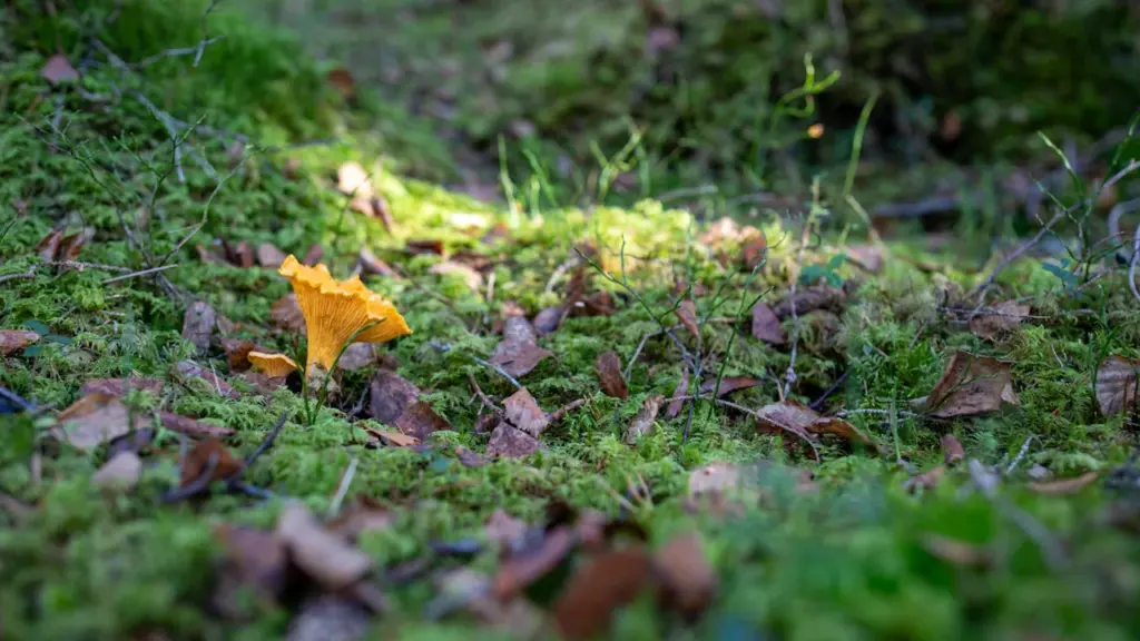 Voveraitė auganti samanotame Lietuvos miško paklotėje, tinkama grybavimo sezonui iliustruoti.