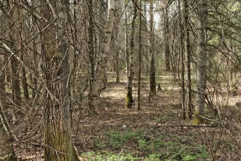 Sapnuoti mišką: ką jo emocija gali pasakyti apie jūsų ribas