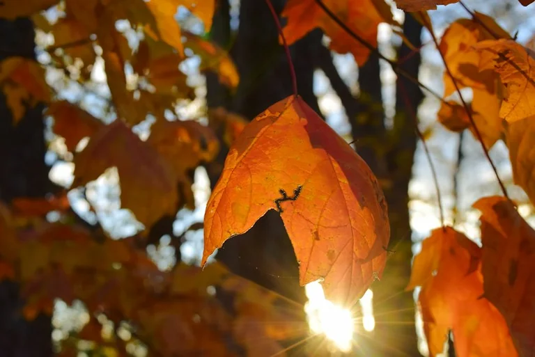 Spalio 17-osios horoskopas: pokalbiai, poilsis ir maži planai